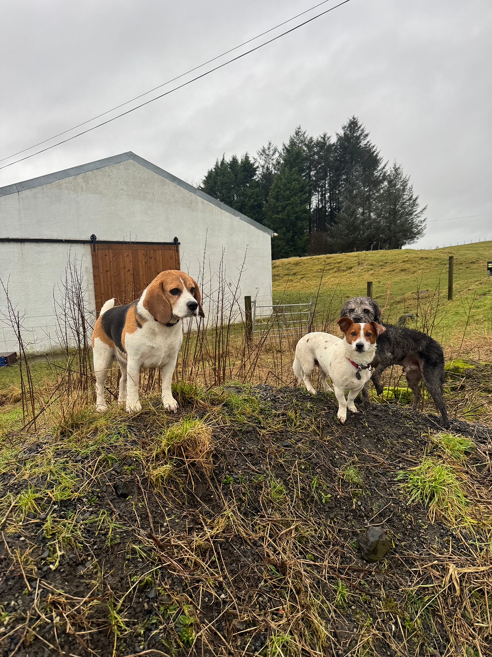 dogs running off lead in enclosed field Clarkston