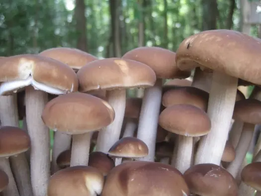 Miniature : Mycelium biologique perpétuel sur mulch