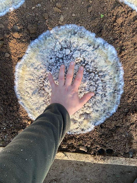 WhatsApp Image 2026-01-22 at 17.24.34.jpeg