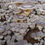 Thumbnail: Panicaut Oyster Mycelium