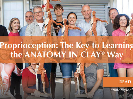 Proprioception: The Key to Learning the ANATOMY IN CLAY® Way