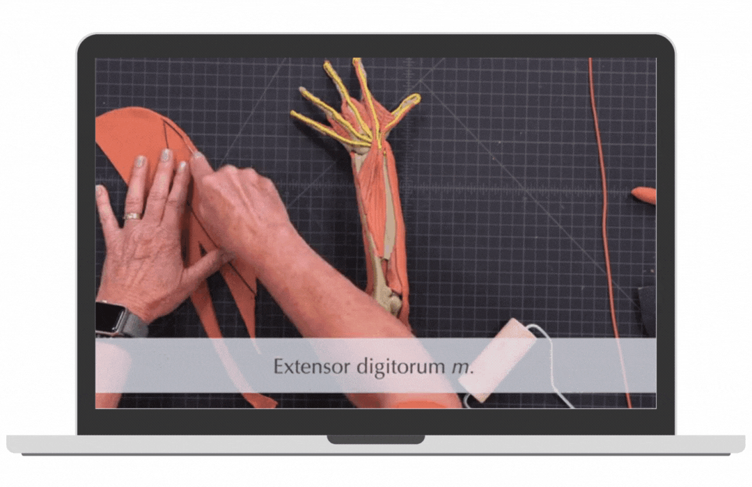 Forearm_Computer.gif