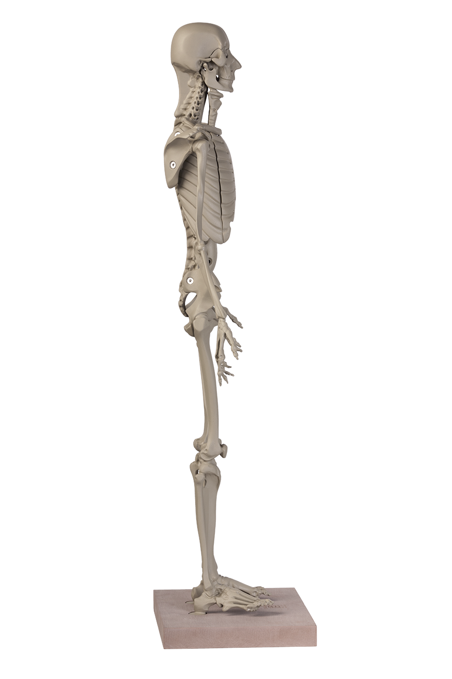 MANIKEN® Classic 11 ANATOMY IN CLAY® Learning System