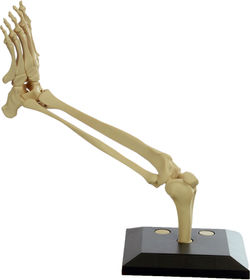SuperMANIKEN™ Lower Leg + Foot