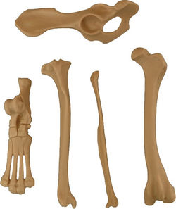 CANIKEN® OSTIKEN™ Pelvic Set