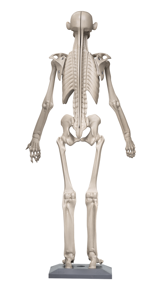 MANIKEN® Student 2 | ANATOMY IN CLAY® Learning System