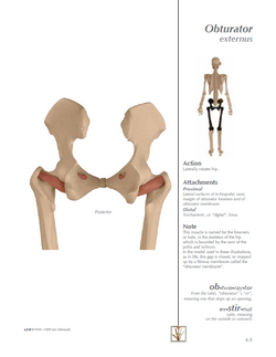 MYOLOGIK® Human Atlas - Volume Four