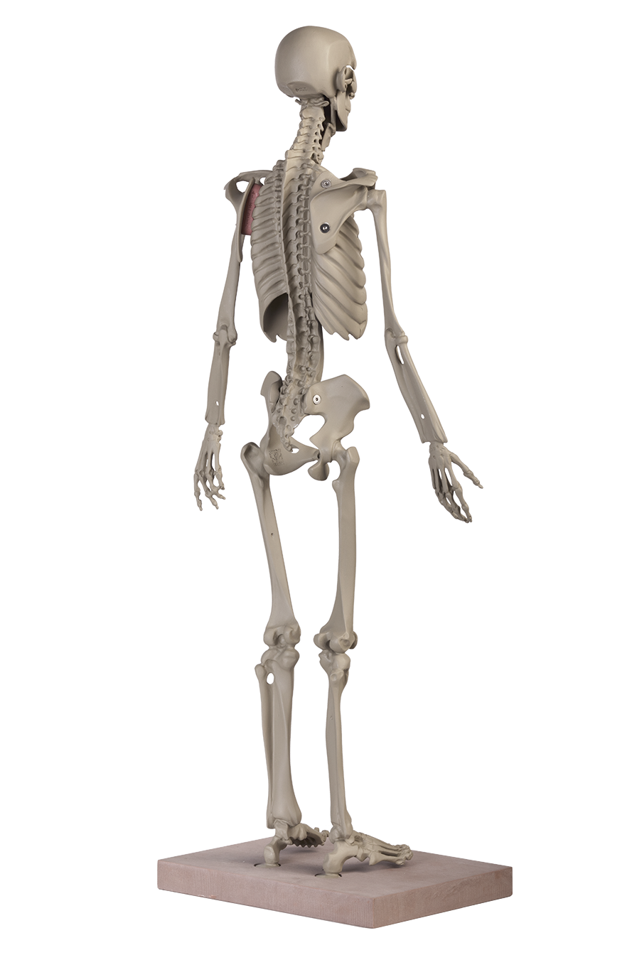 MANIKEN® Classic 1 ANATOMY IN CLAY® Learning System