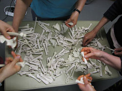 EQUIKEN® OSTIKEN™ Activity