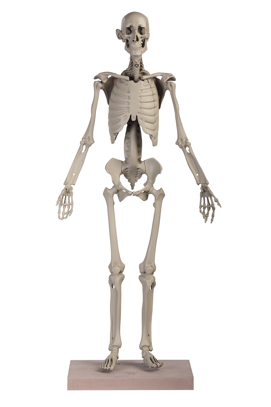 MANIKEN® Classic 1 ANATOMY IN CLAY® Learning System