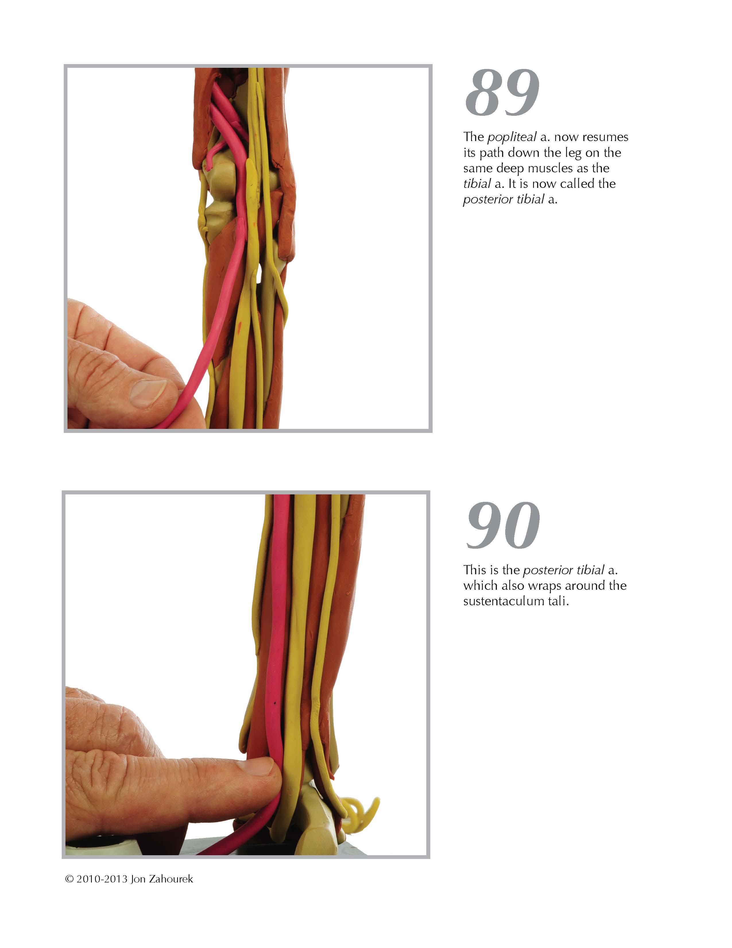 Basic Human Muscle Names / 32 Muscular System Quiz Label - Labels