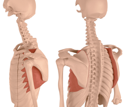 It’s All In the Hands—Or the Anatomical Term