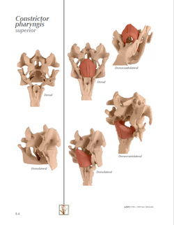 MYOLOGIK® Human Atlas - Volume Five