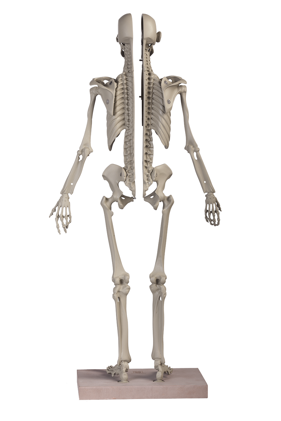 MANIKEN® Classic 11 ANATOMY IN CLAY® Learning System