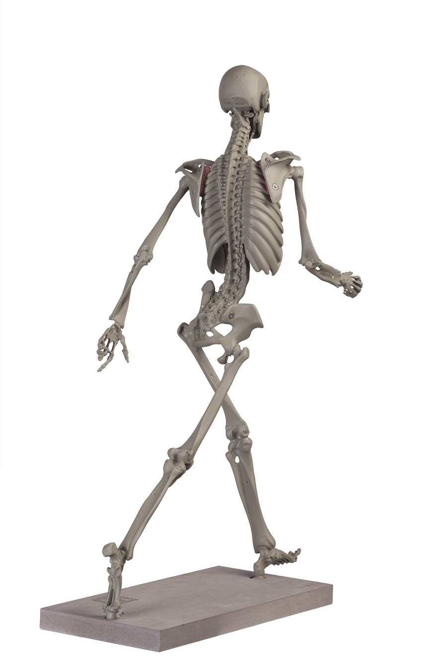 MANIKEN® Classic 4 ANATOMY IN CLAY® Learning System