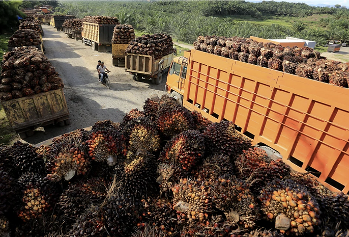 20260608 Wilmar Palm Oil in Nigeria.png
