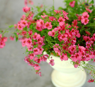 Potted Pink Plant