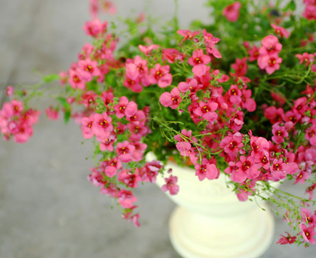 Rose plante en pot