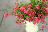 Potted Pink Plant