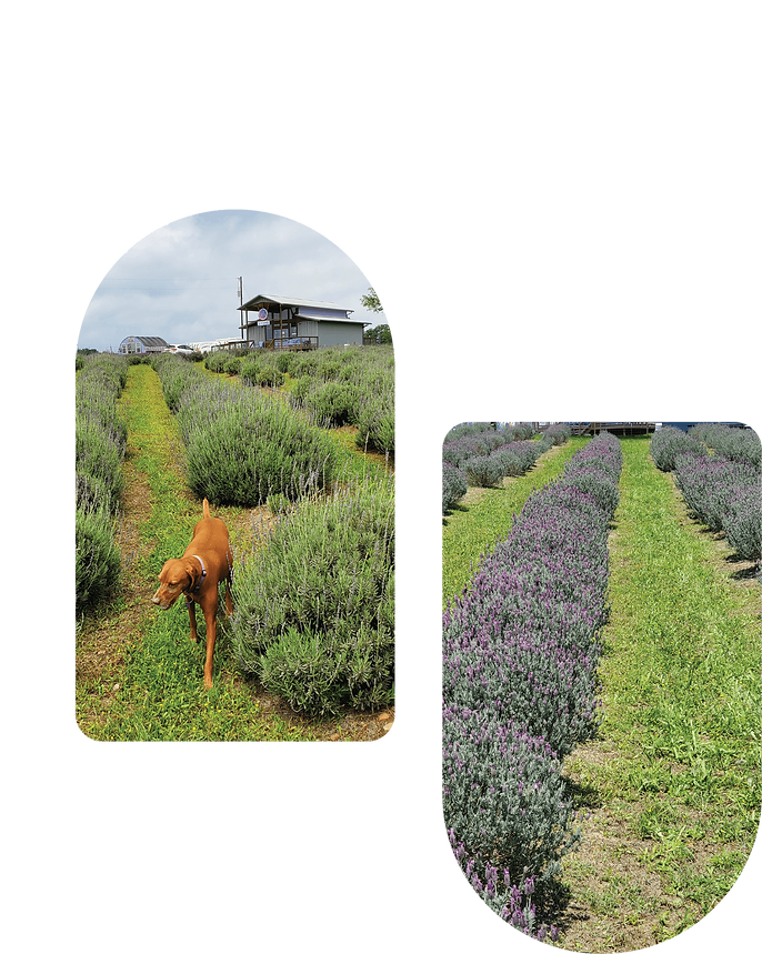 lavender_fields_about.png