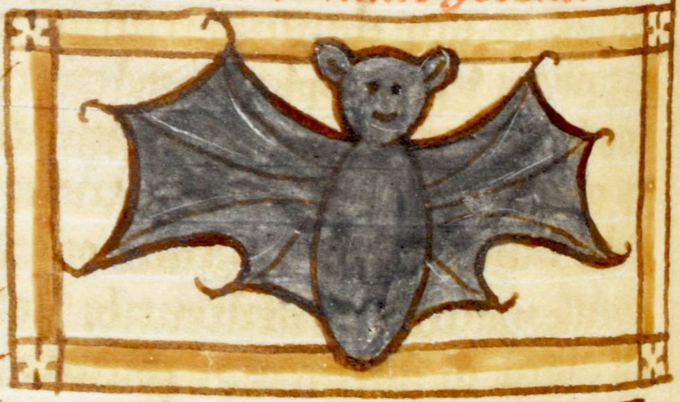chauve-souris