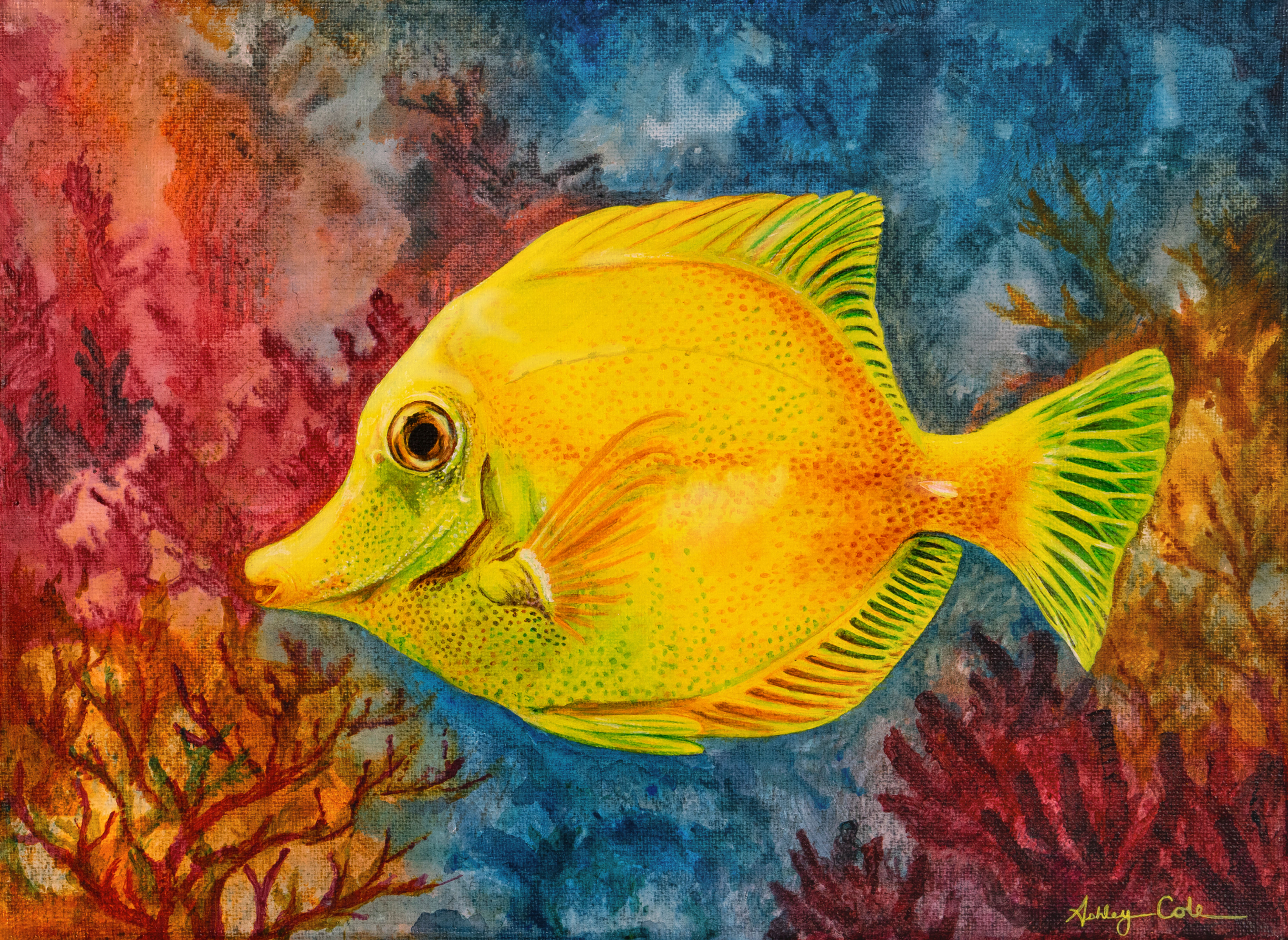 Yellow Tang