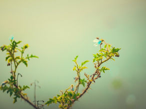 Épicure et ses remèdes contre les troubles de l’âme