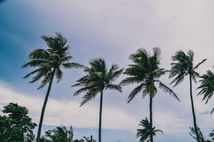 Palmas