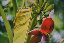Banana_Tree