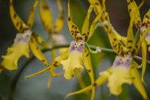 Orchids