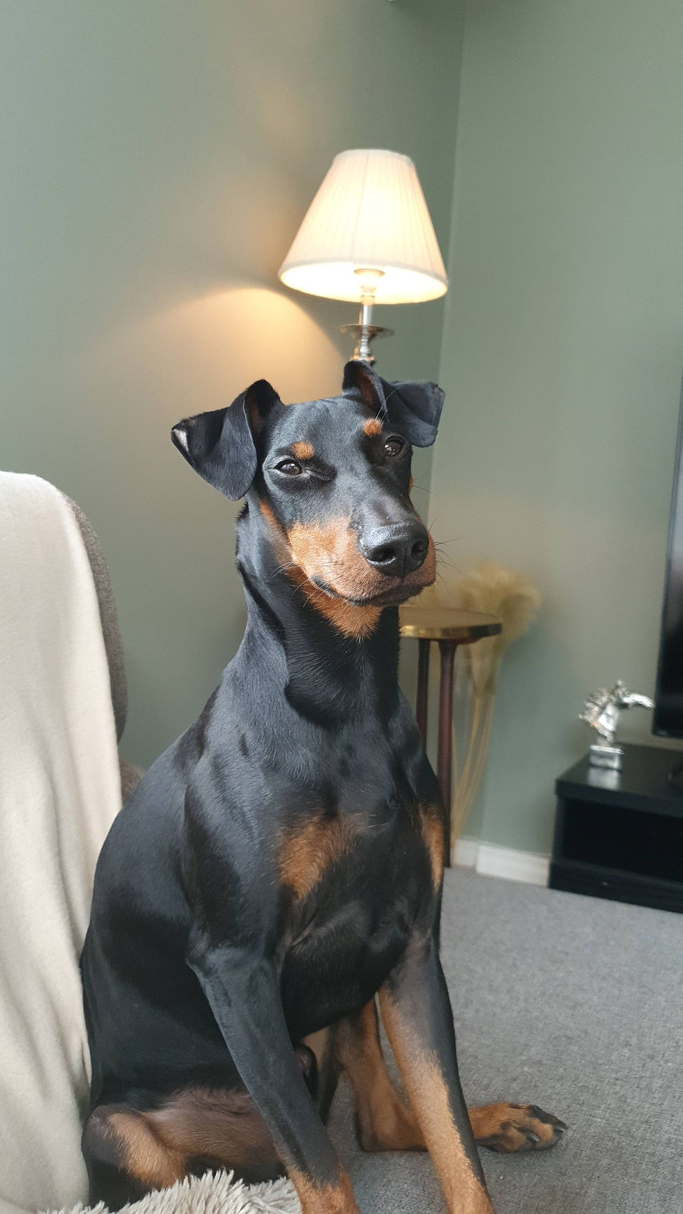 Manchester Terrier sitter på en sofa