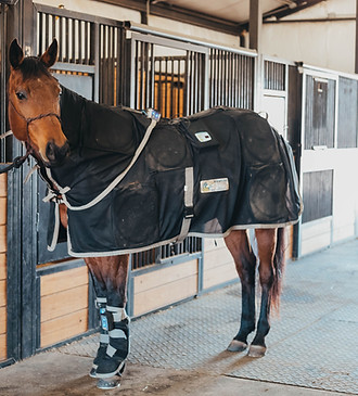 Equine Therapy With Respond Systems Inc. PEMF