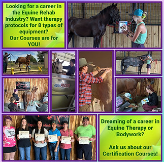 Learn Equine Therapy with Superior Therapy Courses