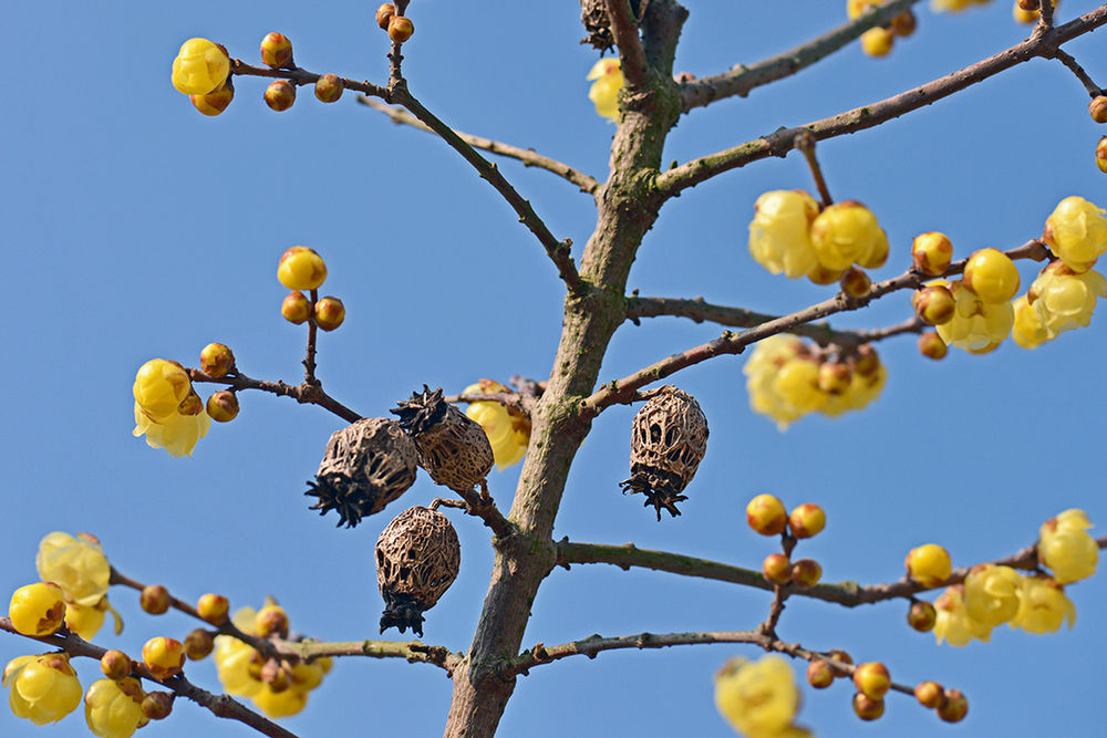 蝋梅 ローバイ の実