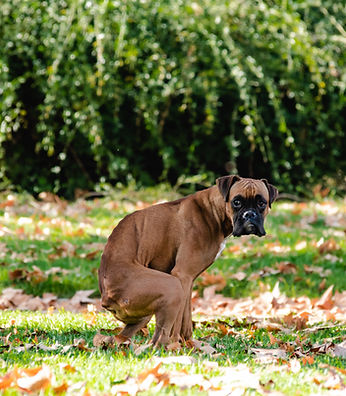brown dog squatting
