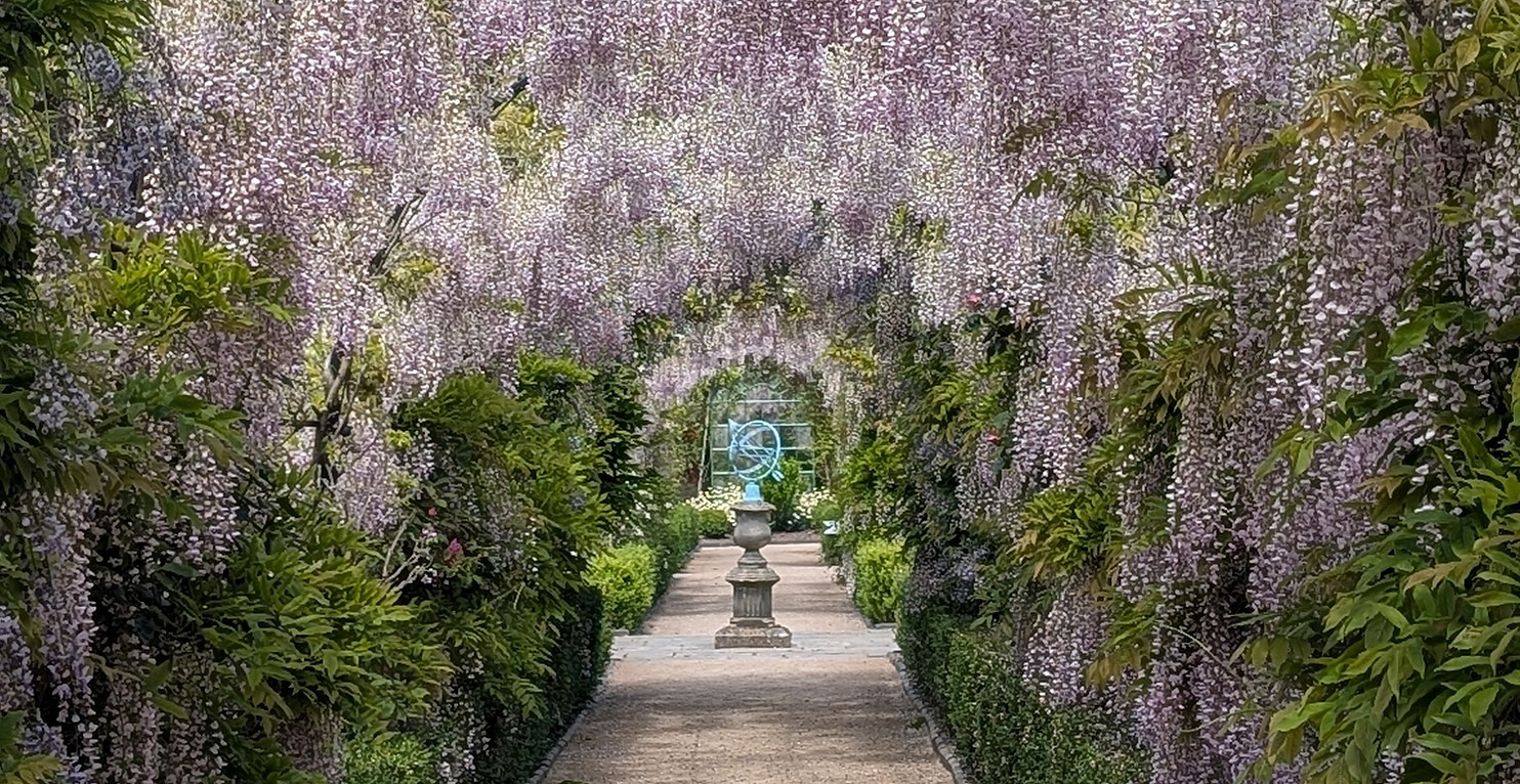 Thorpe Garden Wisteria Tunnel.jpg