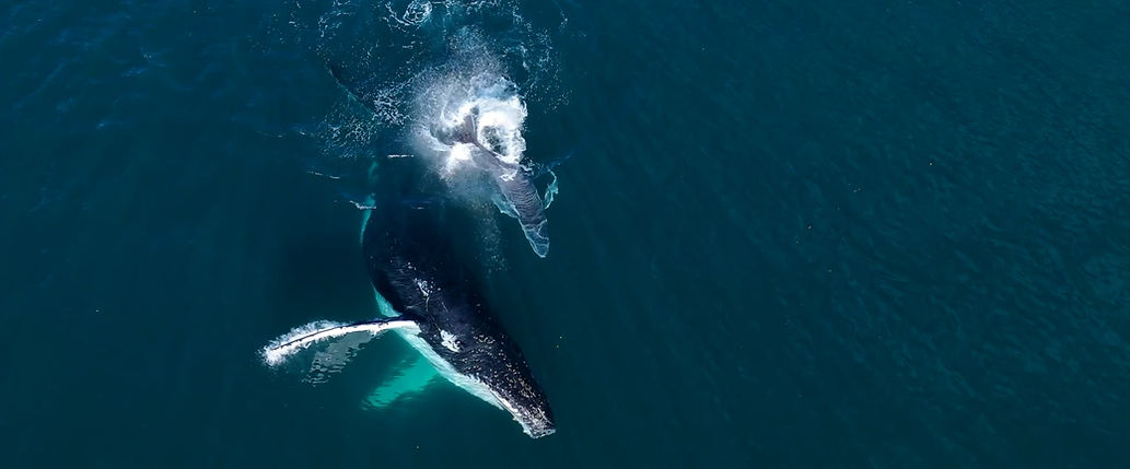 mum and calf2.jpg