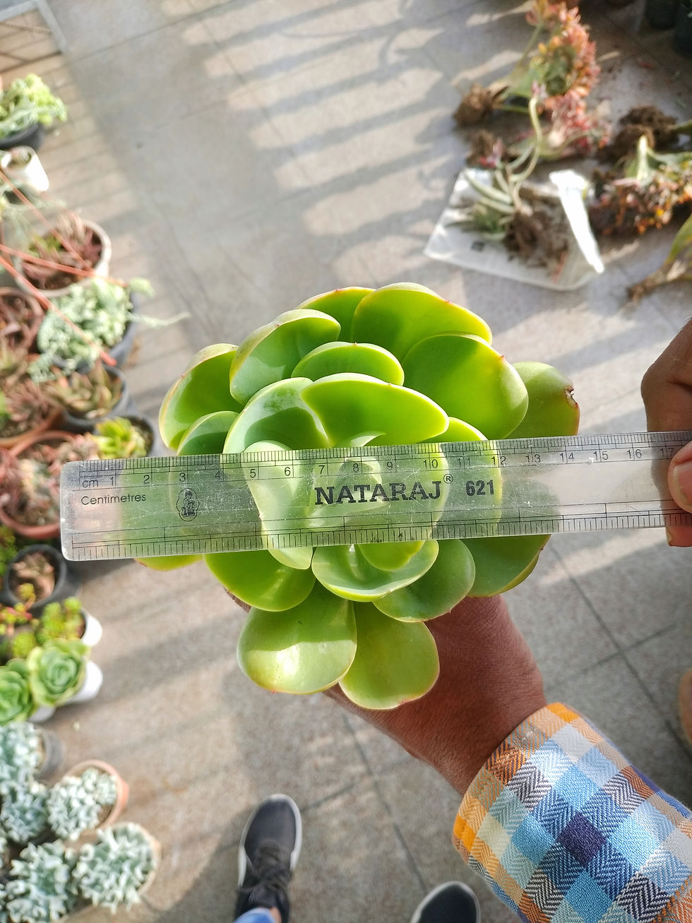 Thumbnail: Echeveria Green Spoon