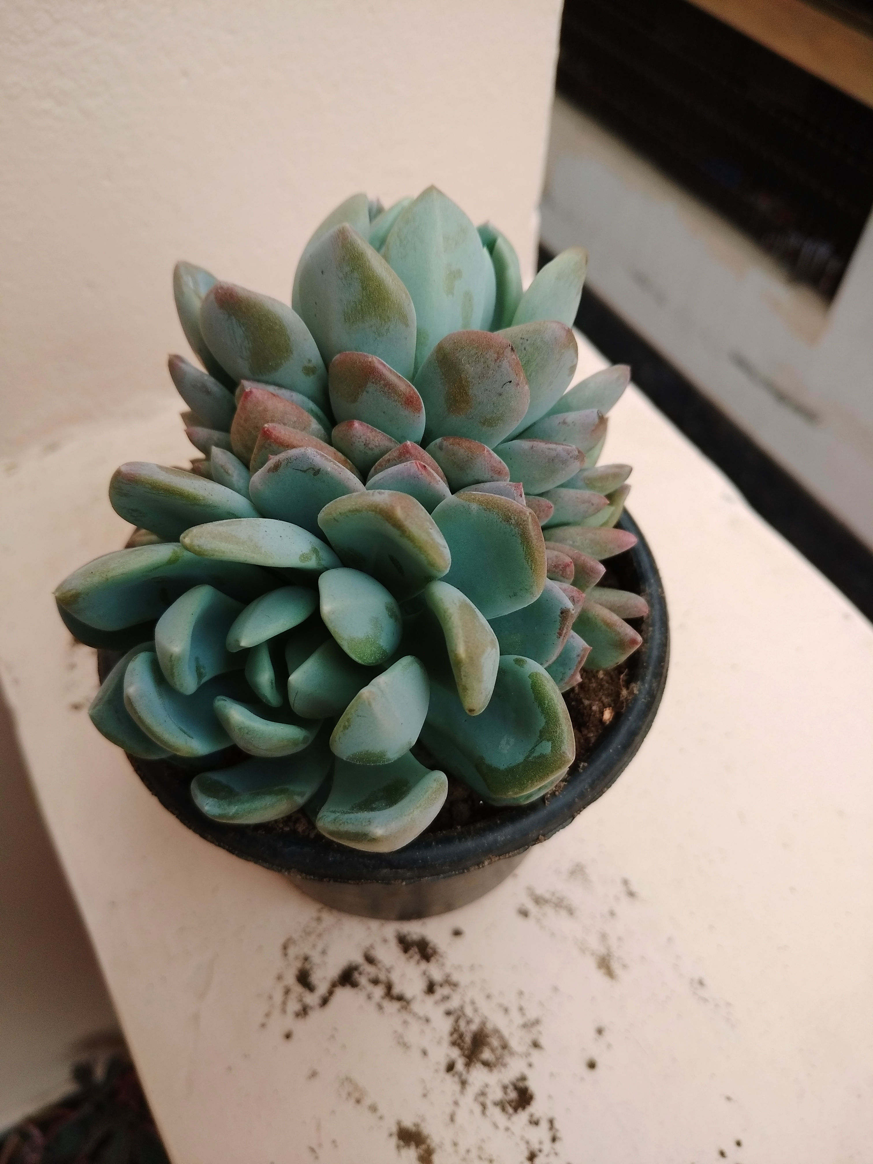 Echeveria Elegans