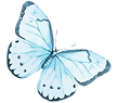 Watercolor Butterfly 12