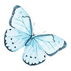 Watercolor Butterfly 12