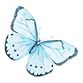 Aquarell-Schmetterling 12