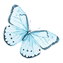Watercolor Butterfly 12