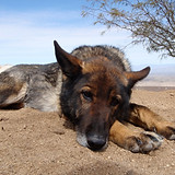 dogs32210 (7).jpg