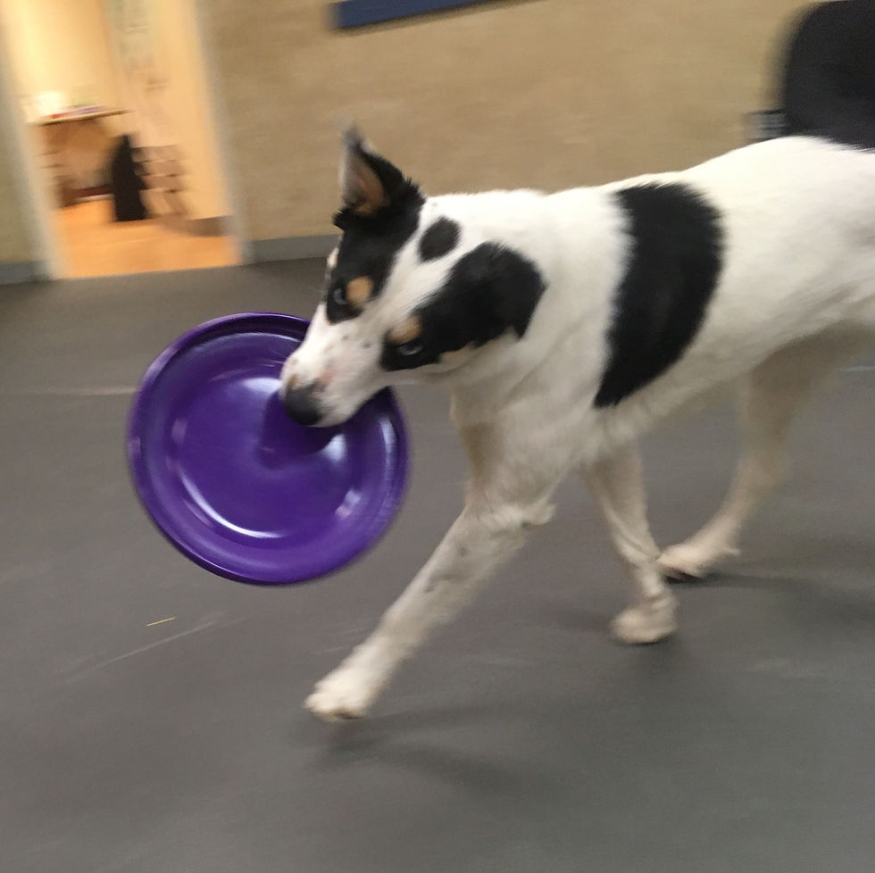 disc dogs tucson