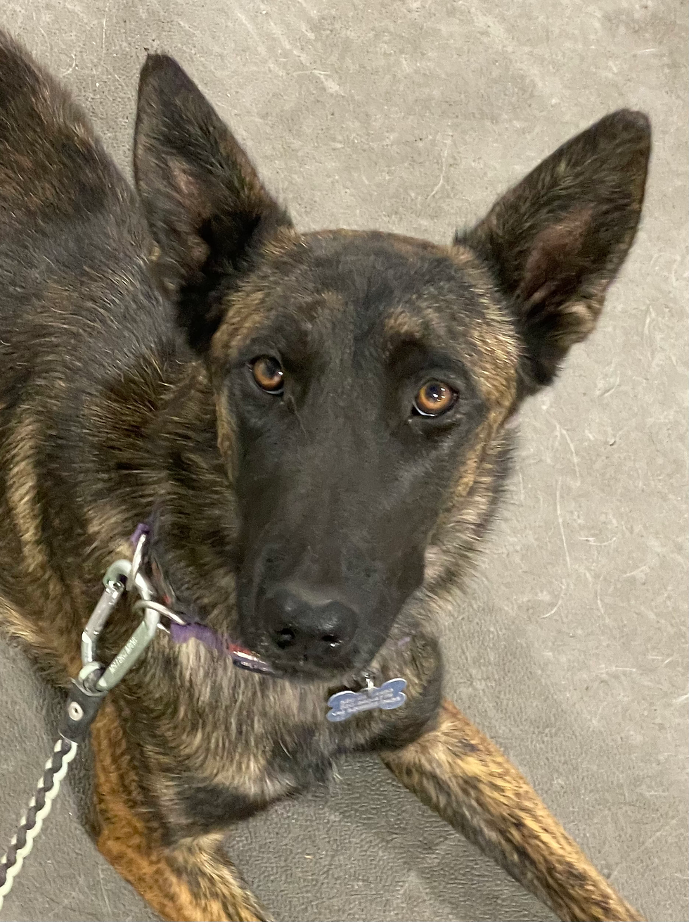 How long does it take to fix my dog's behavior problem?
