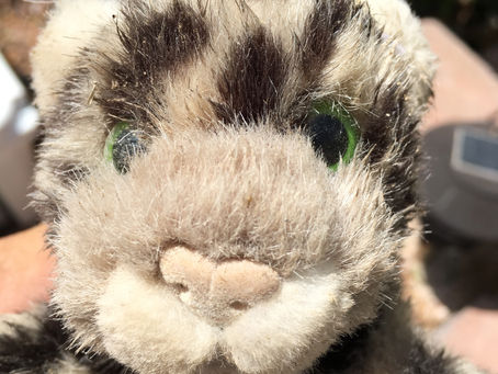 What we did with the snow leopard