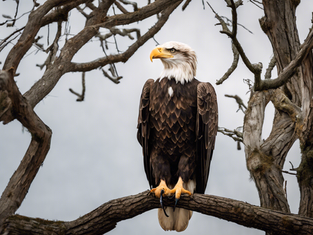 Support Wildlife Conservation Efforts in East Texas