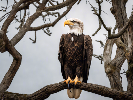 Support Wildlife Conservation Efforts in East Texas