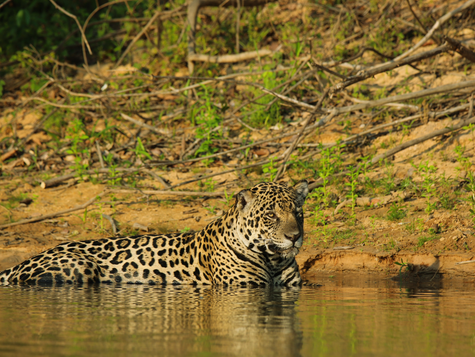 Pantanal : le royaume sauvage des eaux et des jaguars